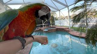 3 Things You Must Know Before Getting A Macaw Parrot [upl. by Adelheid]