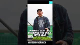 Spinach The Ultimate Guide to Growing Your Own Greens [upl. by Irtak]