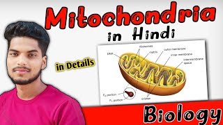 mitochondria in hindi  biology  mitochondria as power house  cell [upl. by Andrei378]