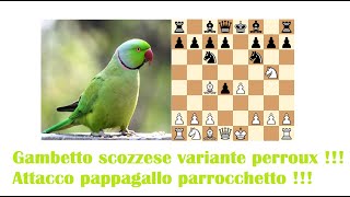 Gambetto scozzese variante perroux  Attacco pappagallo parrocchetto [upl. by Brenan586]