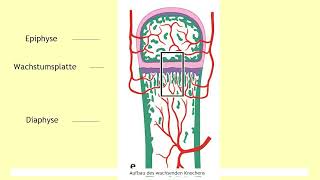 Formen der Knochenbildung [upl. by Garlaand107]