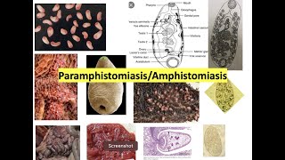 ParamphistomosisAmphistomiasisAmphistomosisParamphistomum infection AZ [upl. by Ailahtan]