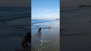 Went to the beach yesterday🫶🤩 fypシ゚viral equestrian dogsbeach [upl. by Anasus]