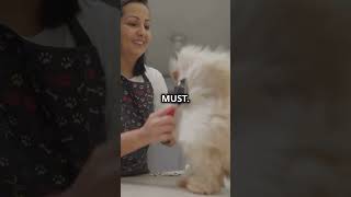 Why chow chows are so special chowchow fyp animallover dogs dogsoftiktok shorts reels [upl. by Aleahcim]