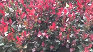 Photinia Little Red Robin [upl. by Euton]