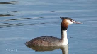 Why Watching Water Birds Can Make You Happier TODAY [upl. by Tacita428]