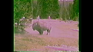 From the video archives Bison charges tourists in Yellowstone National Park [upl. by Siuqaj]