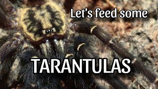 Lets feed some quick Tarantulas [upl. by Banebrudge]