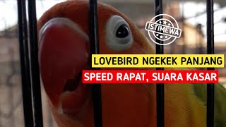 lovebird Ngekek Panjang  Speed rapat suara Kasar [upl. by Ursala]