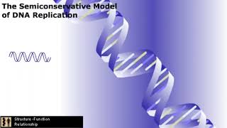 Summary of DNA Replication [upl. by Ilona]