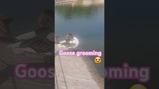 Grooming gooseanimal asmr short [upl. by Tome5]