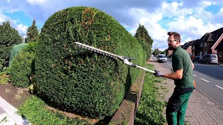 ANNUAL Pruning of Conifer HEDGE and CLEANING of green waste [upl. by Atilrahc]