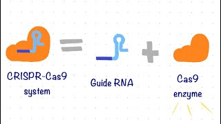 CRISPR Cas9 and Homology Directed Repair [upl. by Azar]