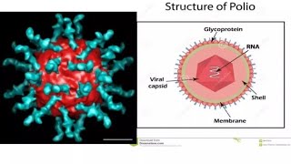 polio viral videopolio virus diseasepolioinfectious diseasepharmacology latest videoYT SHealth [upl. by Ecirtak344]