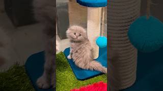 Scottish Fold  British Short Hair  Scottish Highland Fold  Littlemeowpk [upl. by Annoet]