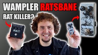 Wampler Ratsbane  ProCo Rat 2 shootout  Telecaster Stratocaster and Les Paul tones Review amp Demo [upl. by Dranoel]