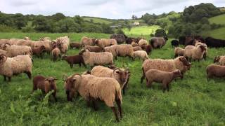 Manx Loaghtan Sheep at Fowlescombe Farm Devon [upl. by Imuya]