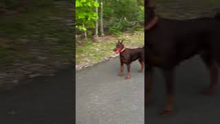 Doberman sees a deer for the first time while out for a walk [upl. by Severson]