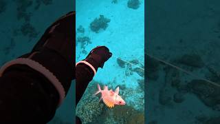 Squirrelfish fish fishing spearfishing viral viralvideo viralshorts youtubeshorts fyp [upl. by Inalan]