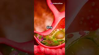 Journey of Food 3D Digestion Explained sciencefacts viralvideo shorts shortsfeed [upl. by Marigolde372]