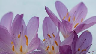 Top 5 Reasons to Grow Colchicum Add a Burst of Color to Your Autumn Garden [upl. by Gorski863]