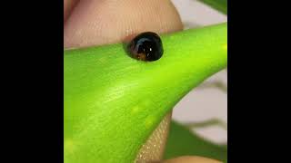 A Black Ladybird beetle  Beneficial insect for plants [upl. by Cadel]