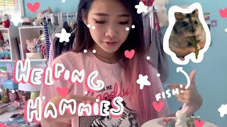 Daily Vlog Taking Care of Hammies n Etsy Shop BTS  Tiffany Weng [upl. by Sivek]