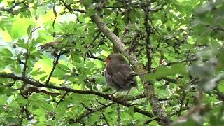 Robin UK Wildlife [upl. by Amand]