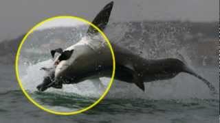 WTF Baby Shark Attack  Shark Bites Bait Out Of Her Hand [upl. by Denn]