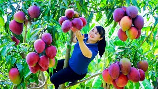 How to Harvest Mango goes To Market Sell  Harvesting and Cooking Tieu Vy Daily Life [upl. by Volding]