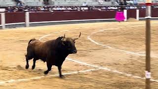 Salida 5º toro de PEDRAZA DE YELTES quotGUANTEROquot  15septiembre2024  Las Ventas [upl. by Nebra623]