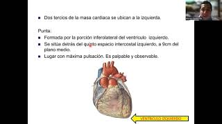 Sistema Circulatorio Corazón [upl. by Lamoureux732]