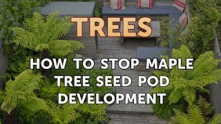 How to Stop Maple Tree Seed Pod Development [upl. by Yeltnerb]