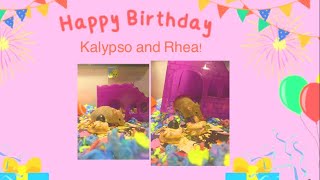 Happy 1st birthday Kalypso and Rhea 🥳🎉🎊🎂🎁🎈 [upl. by Enaed]