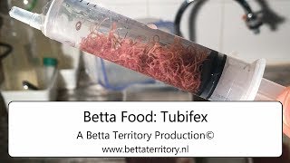 Betta Food Tubifex [upl. by Dragone]