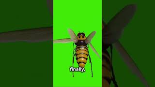 5 Fun Facts About Hornet Bees HornetBees zoo animals Insect honey bees science top10 memes [upl. by Yelbmik]