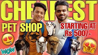 CHEAPEST PET SHOP IN DELHI 😱  DOGS STARTING AT RS 5000  VIKAS PET SHOP [upl. by Yehtomit179]