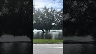 Flooding in Zephyrhills Fl Lots of neighborhoods flooded miltonzephyrhillsflooding [upl. by Seen]