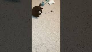 Kitties playing youtubeshorts kitten playful [upl. by Barney]