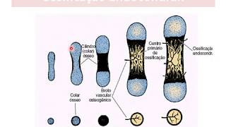 Tecido Ósseo parte 04 mecanismos de ossificação [upl. by Anerb]