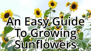 Easy to Guide Growing Sunflower Vlogsforplants sunflower [upl. by Renie]