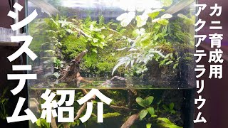 【19】サワガニ飼育のためのアクアテラリウム 台風の影響でガサガサに行けなかったのでカニリウムのシステム解説をする [upl. by Dania]