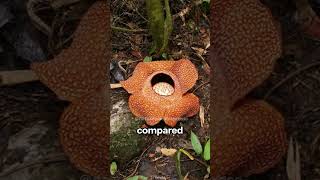 Rafflesia Arnoldii  The Worlds Biggest Stinker [upl. by Latterll]