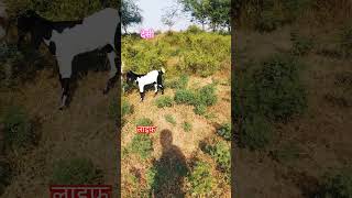 Delhi goat farming training video [upl. by Poppas]