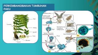 Perkembangbiakan Tumbuhan Gymnospermae  Materi IPA kelas 9 [upl. by Nareik]