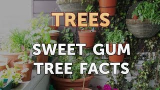 Sweet Gum Tree Facts [upl. by Dutch418]