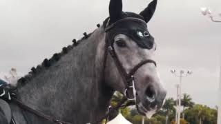 Monster  Horse fails falls bloopers outtakes Cool equestrian moments [upl. by Morrissey]