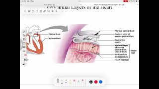 Physiology CVS [upl. by Crifasi]