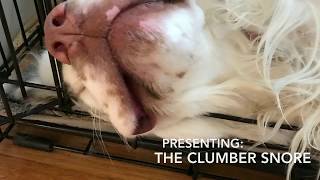 Clumber Spaniel Snoring [upl. by Ahsikit929]