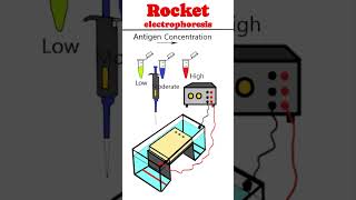 Rocket immunoelectrophoresis RIE Laurell Techniques animation immunology [upl. by Shalna540]